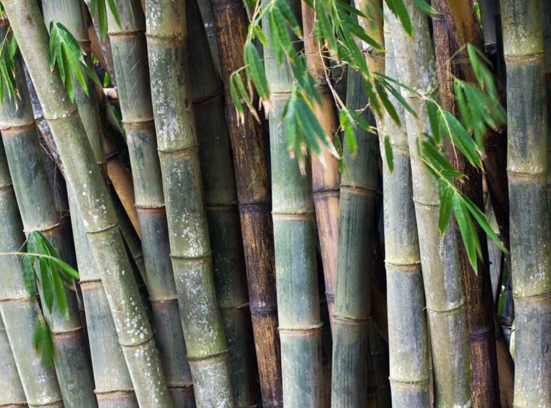 Tre luồng (Dendrocalamus barbatus) 2