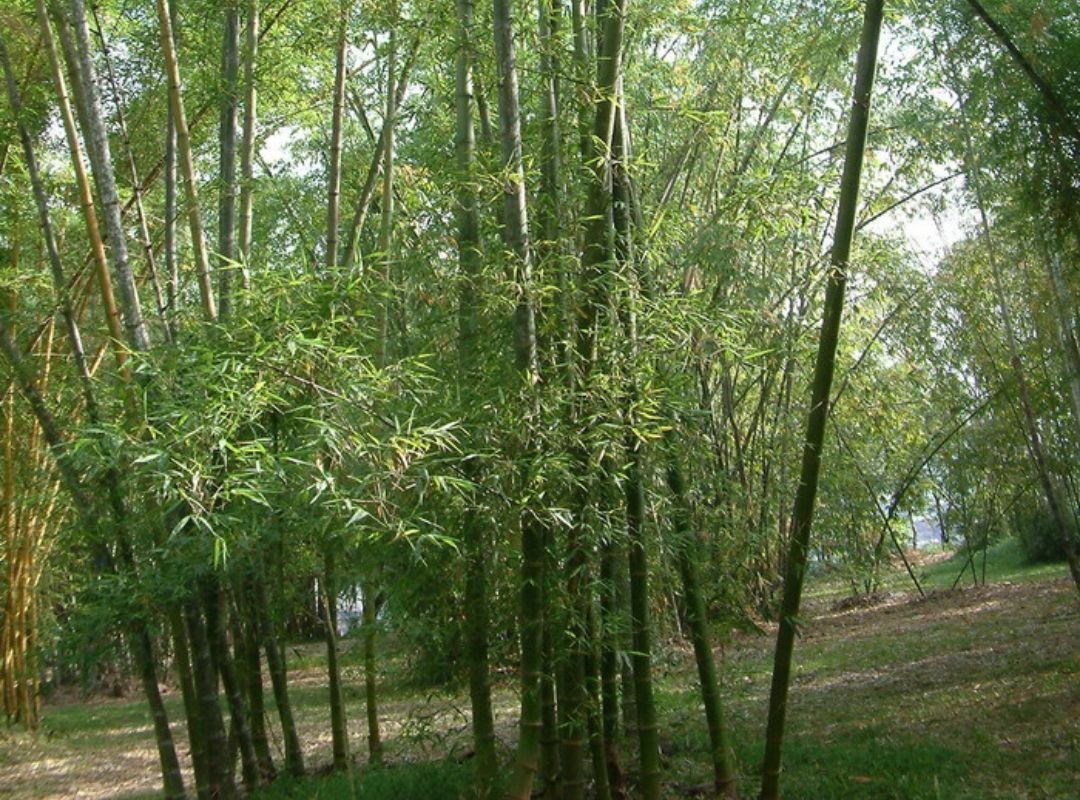 Tre luồng (Dendrocalamus barbatus)