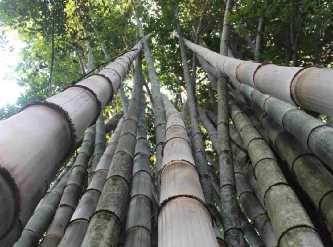 Tre măng tây (Dendrocalamus asper) 2