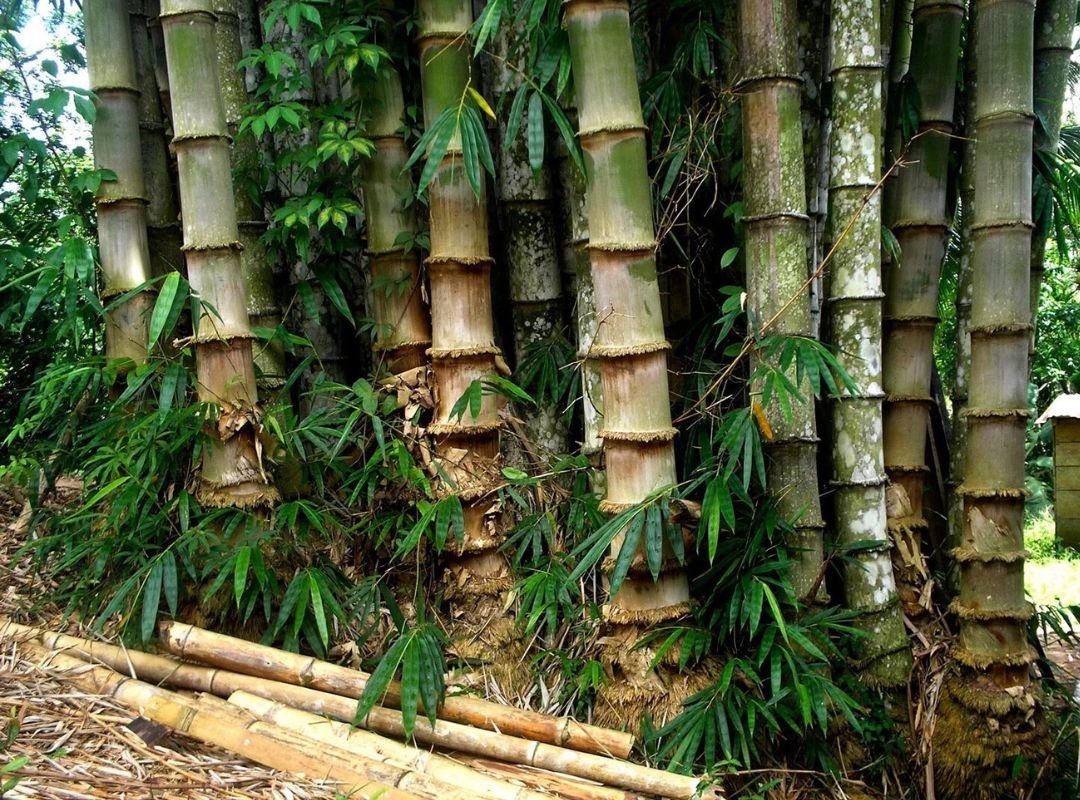 Tre măng tây (Dendrocalamus asper)