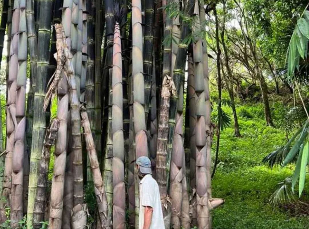 Tre măng tây (Dendrocalamus asper) 3