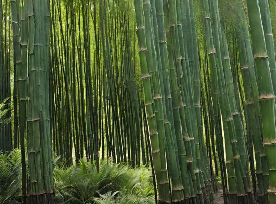 Tre lồ ô (Bambusa balcooa) 2