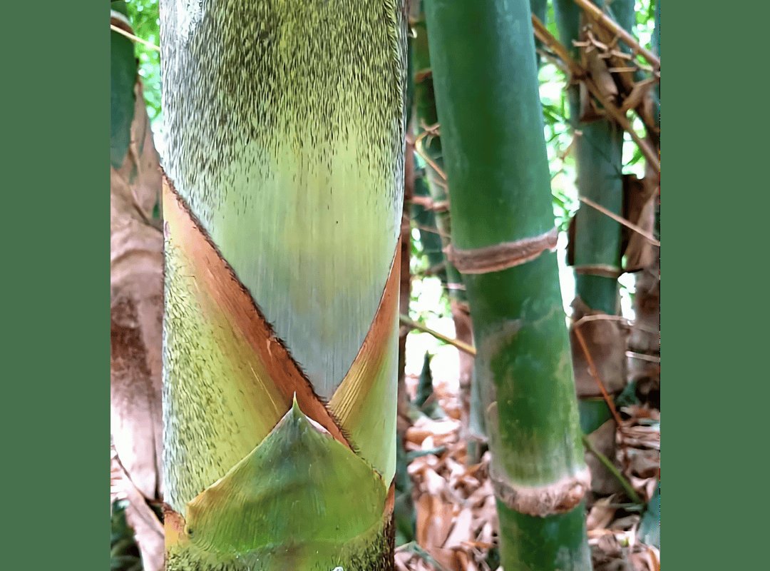 Tre lồ ô (Bambusa balcooa) 3