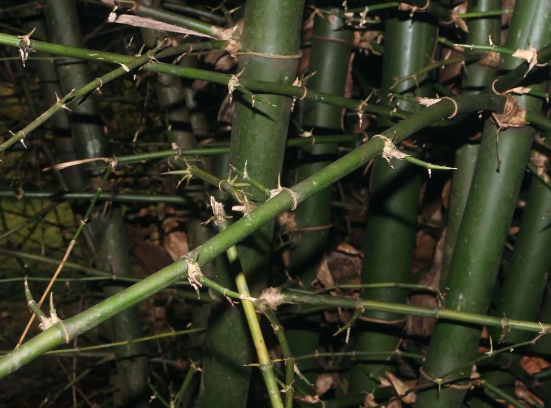 Tre gai (Bambusa blumeana) 3