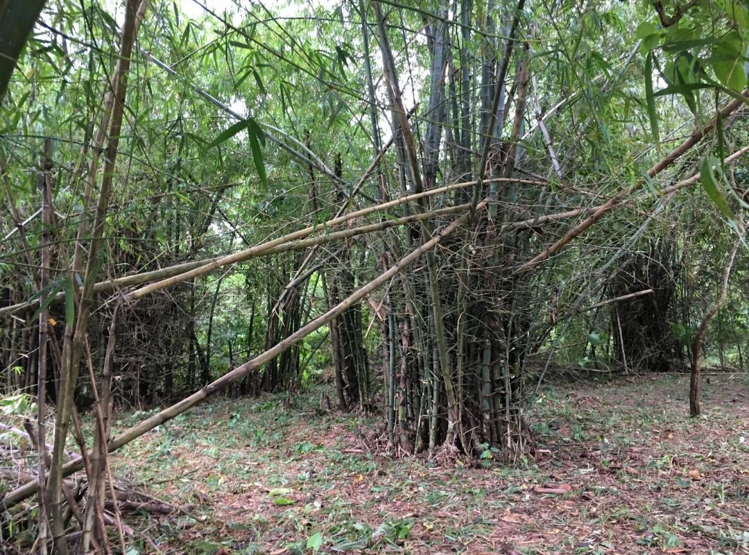 Tre gai (Bambusa blumeana)