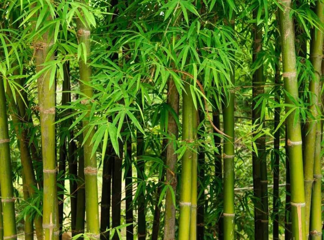 Tre ngà (Bambusa vulgaris)
