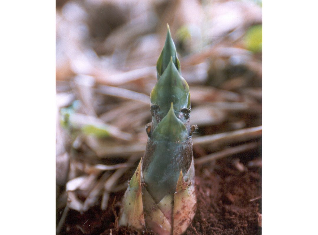 Tre ngà (Bambusa vulgaris) 2