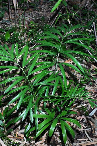 Cycas micholitzii (Vạn tuế Micholitz) 3