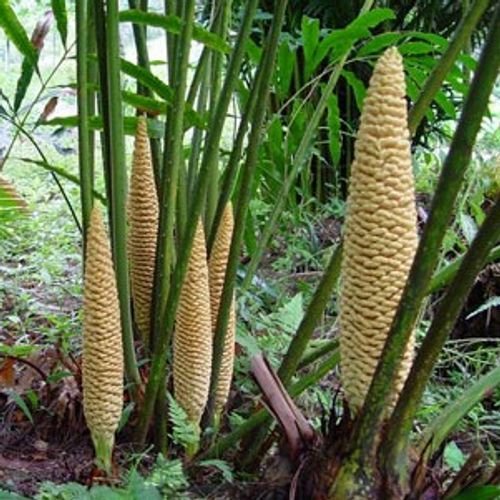 Cycas micholitzii (Vạn tuế Micholitz) 2