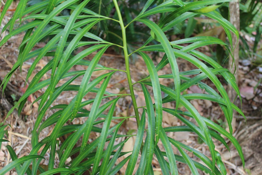 Cycas micholitzii (Vạn tuế Micholitz)
