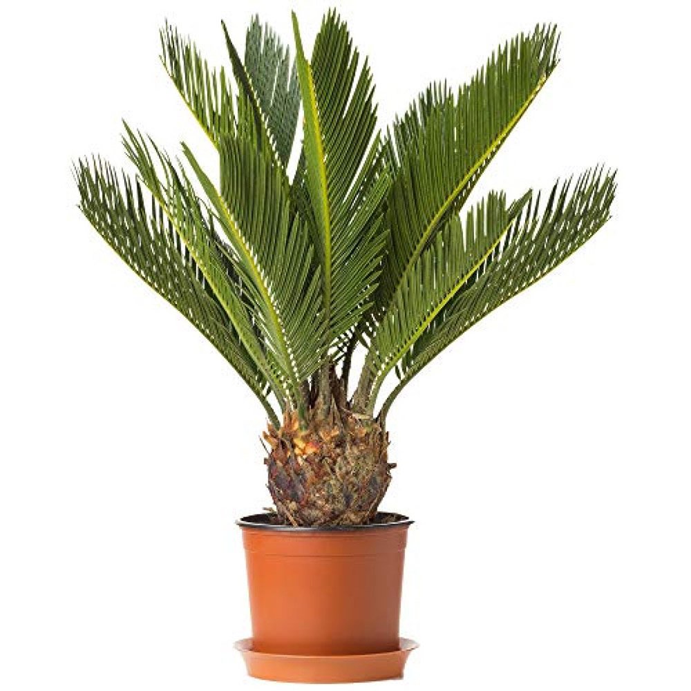 Cycas siamensis (Vạn tuế Xiêm)
