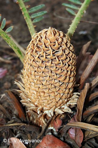Cycas siamensis (Vạn tuế Xiêm) 2