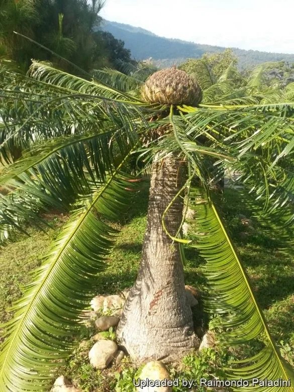 Cycas siamensis (Vạn tuế Xiêm) 3