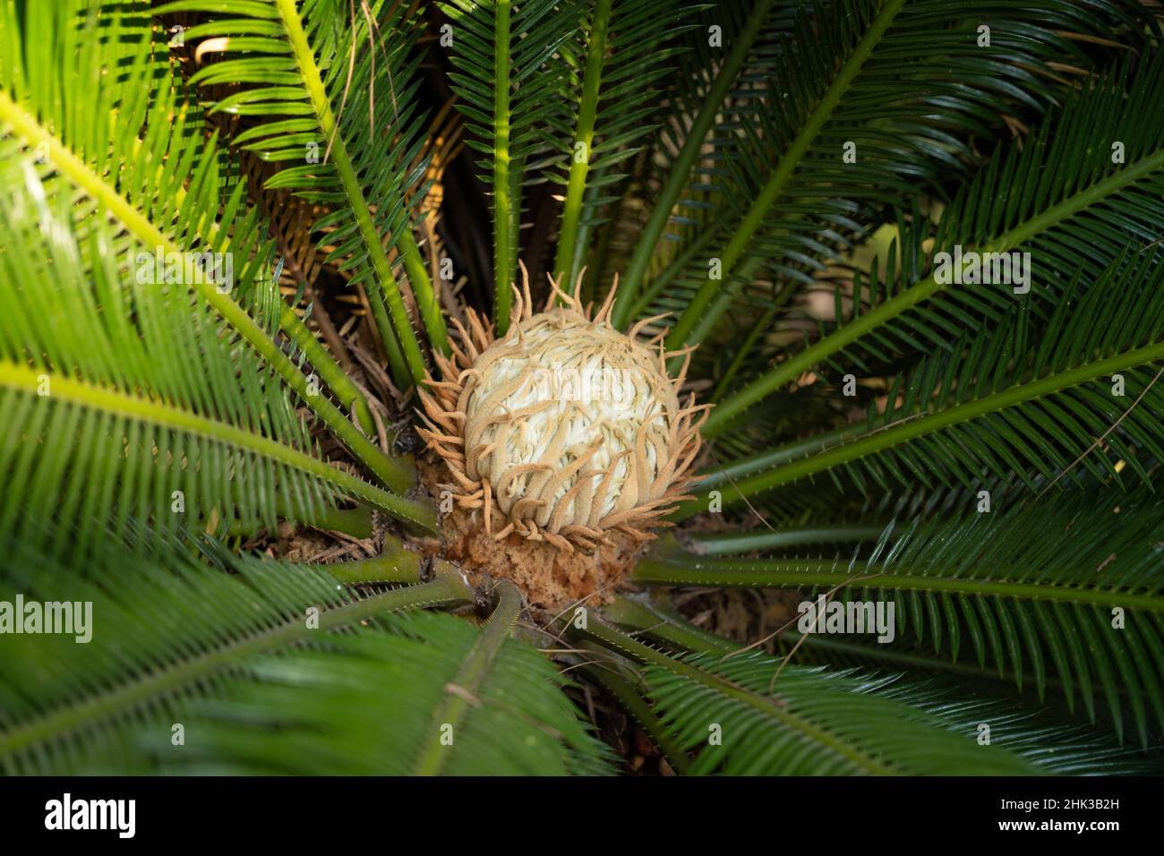Queen Sago (Cycas rumphii) – Vạn tuế Rumph 2
