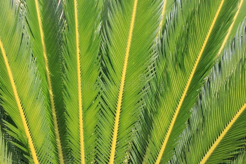 Queen Sago (Cycas rumphii) – Vạn tuế Rumph 3
