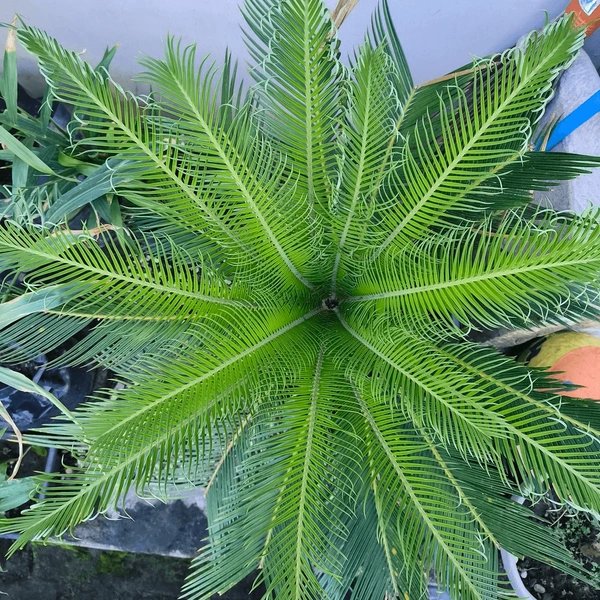 Queen Sago (Cycas rumphii) – Vạn tuế Rumph