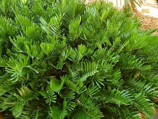 Coontie Palm (Zamia integrifolia) – Thiên tuế Florida 3