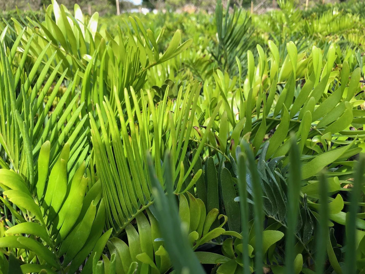 Coontie Palm (Zamia integrifolia) – Thiên tuế Florida 2