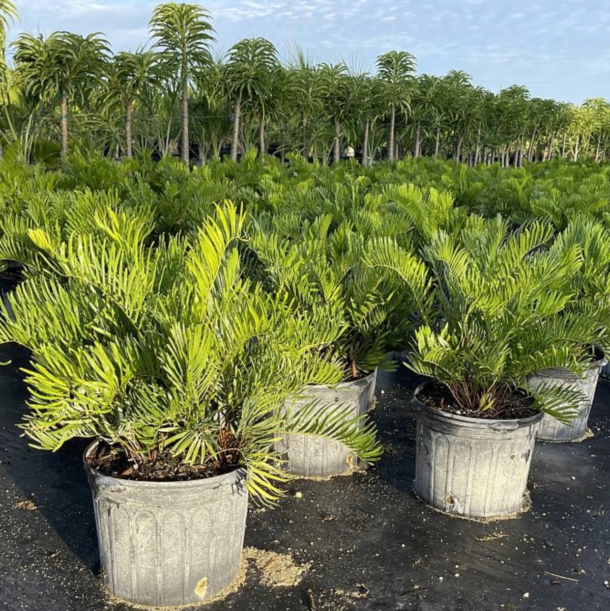 Coontie Palm (Zamia integrifolia) – Thiên tuế Florida