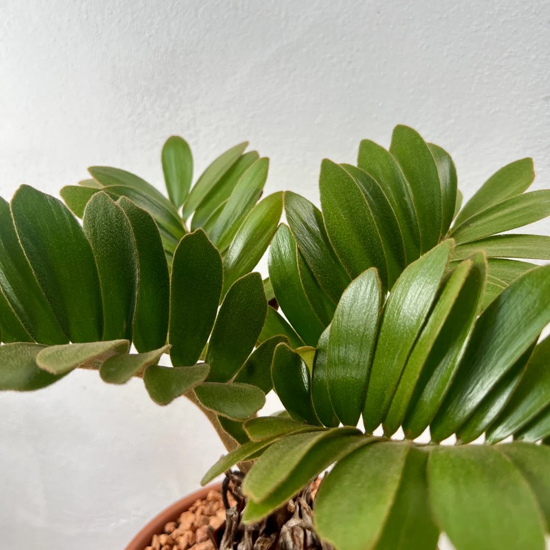 Cardboard Palm (Zamia furfuracea) – Thiên tuế lá nhám 3