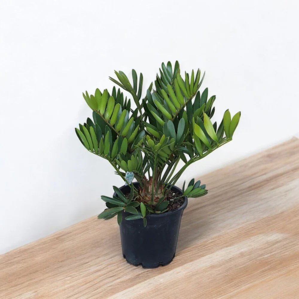 Cardboard Palm (Zamia furfuracea) – Thiên tuế lá nhám