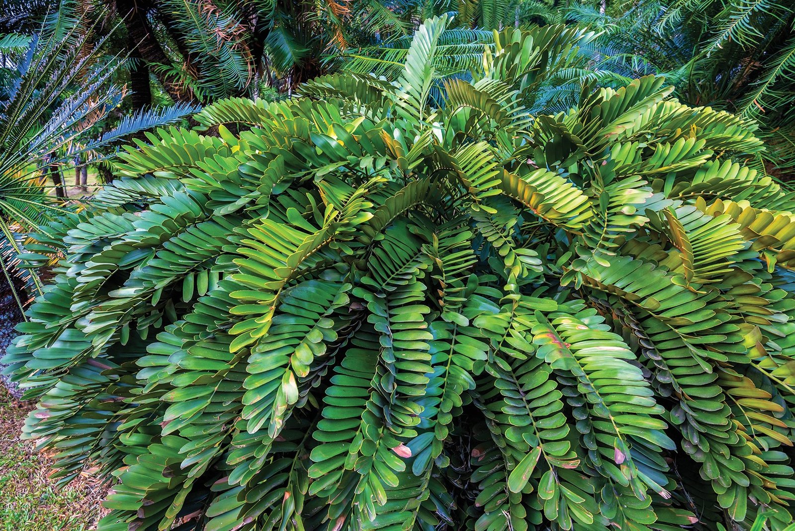 Cardboard Palm (Zamia furfuracea) – Thiên tuế lá nhám 2