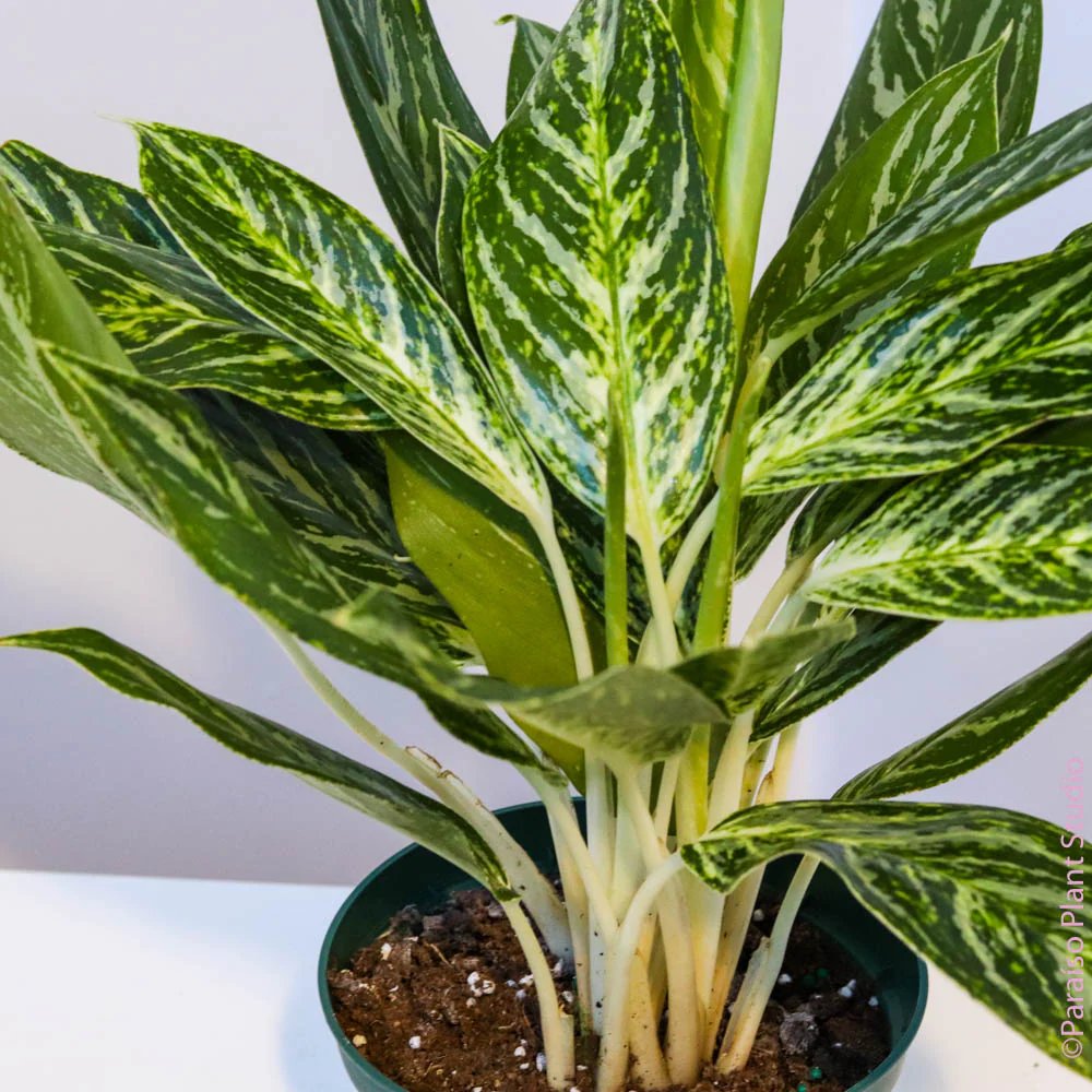 Aglaonema ‘Golden Madonna’ (Ngọc ngân vàng) 3