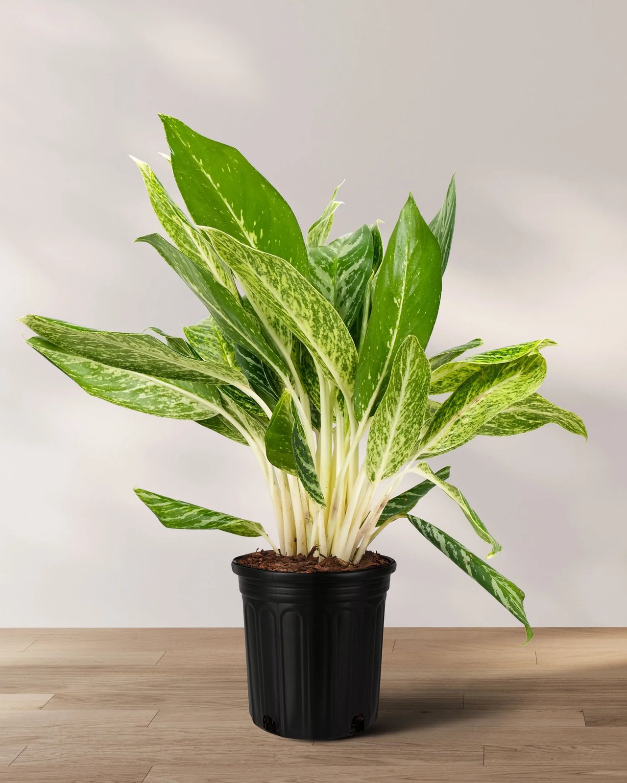 Aglaonema ‘Golden Madonna’ (Ngọc ngân vàng)