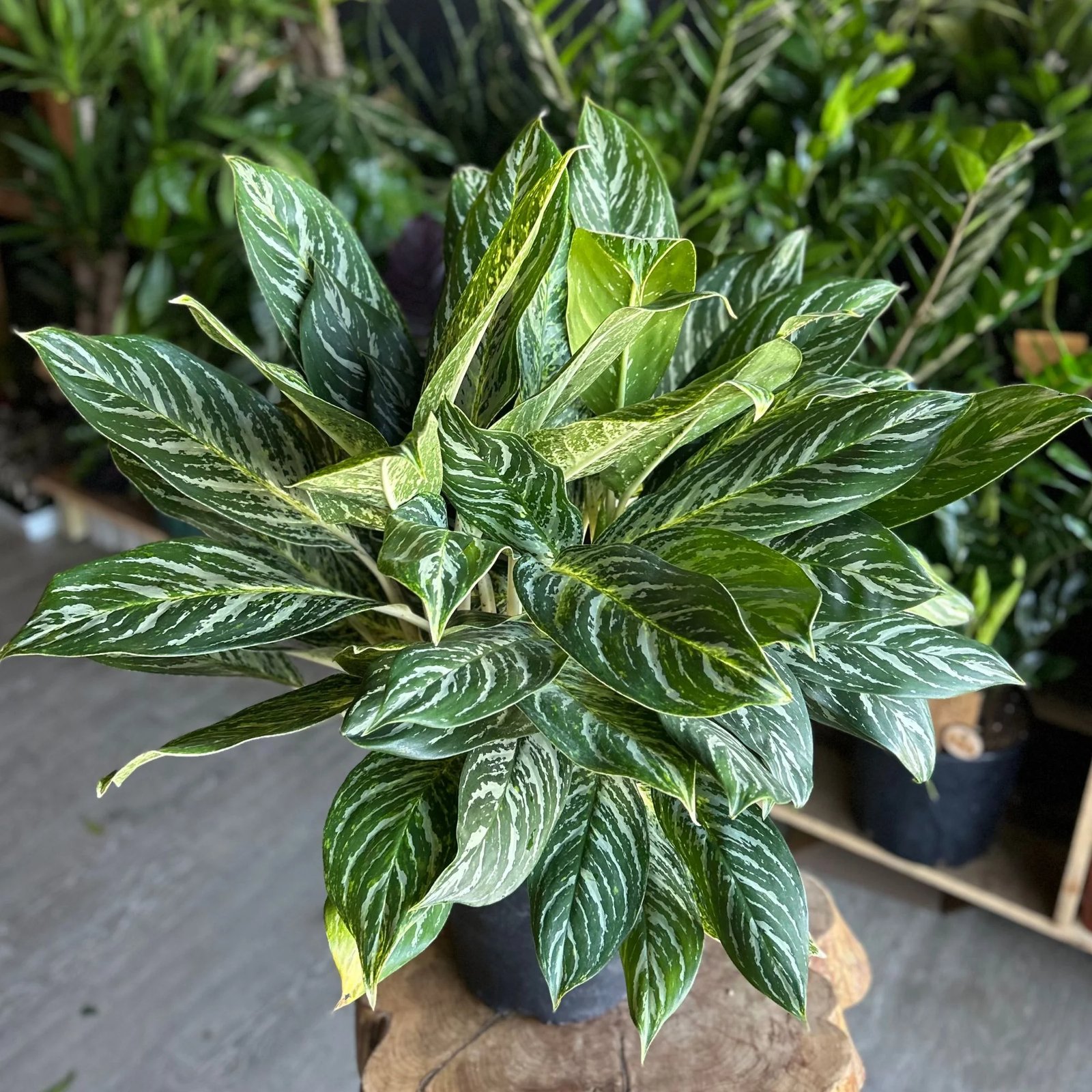 Aglaonema ‘Golden Madonna’ (Ngọc ngân vàng) 2