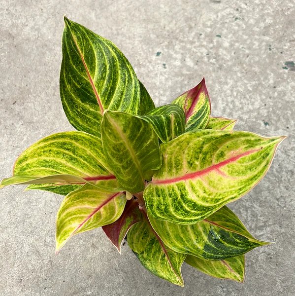 Aglaonema ‘Green Papaya’ (Ngọc ngân xanh nhạt) 2