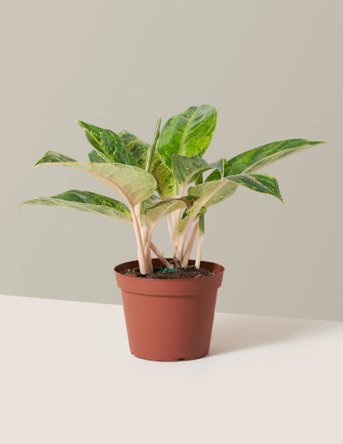 Aglaonema ‘Green Papaya’ (Ngọc ngân xanh nhạt)