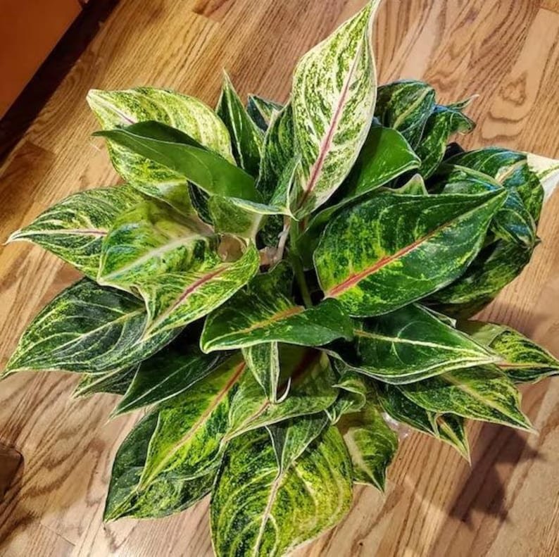 Aglaonema ‘Green Papaya’ (Ngọc ngân xanh nhạt) 3