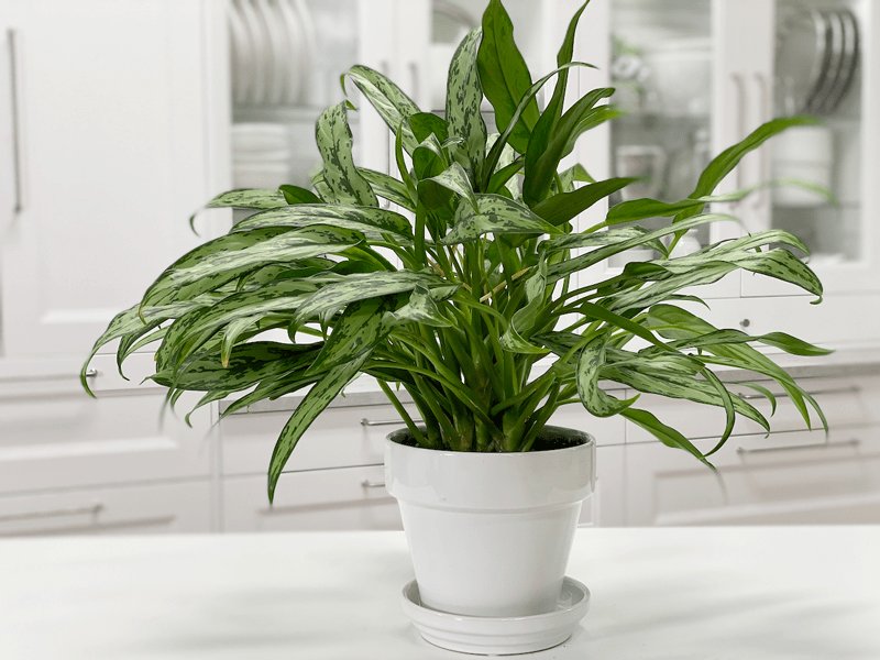 Aglaonema ‘Cutlass’ (Ngân hậu lá kiếm)