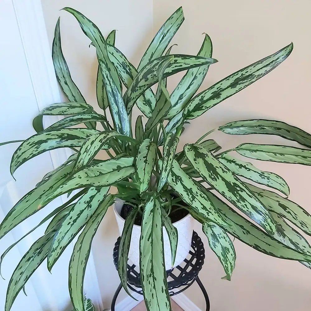Aglaonema ‘Cutlass’ (Ngân hậu lá kiếm) 2