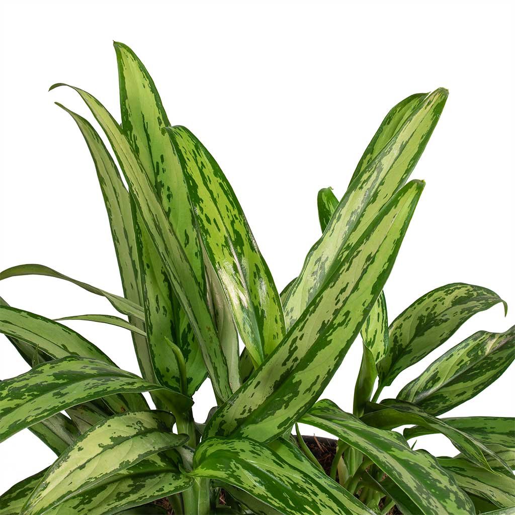 Aglaonema ‘Cutlass’ (Ngân hậu lá kiếm) 3