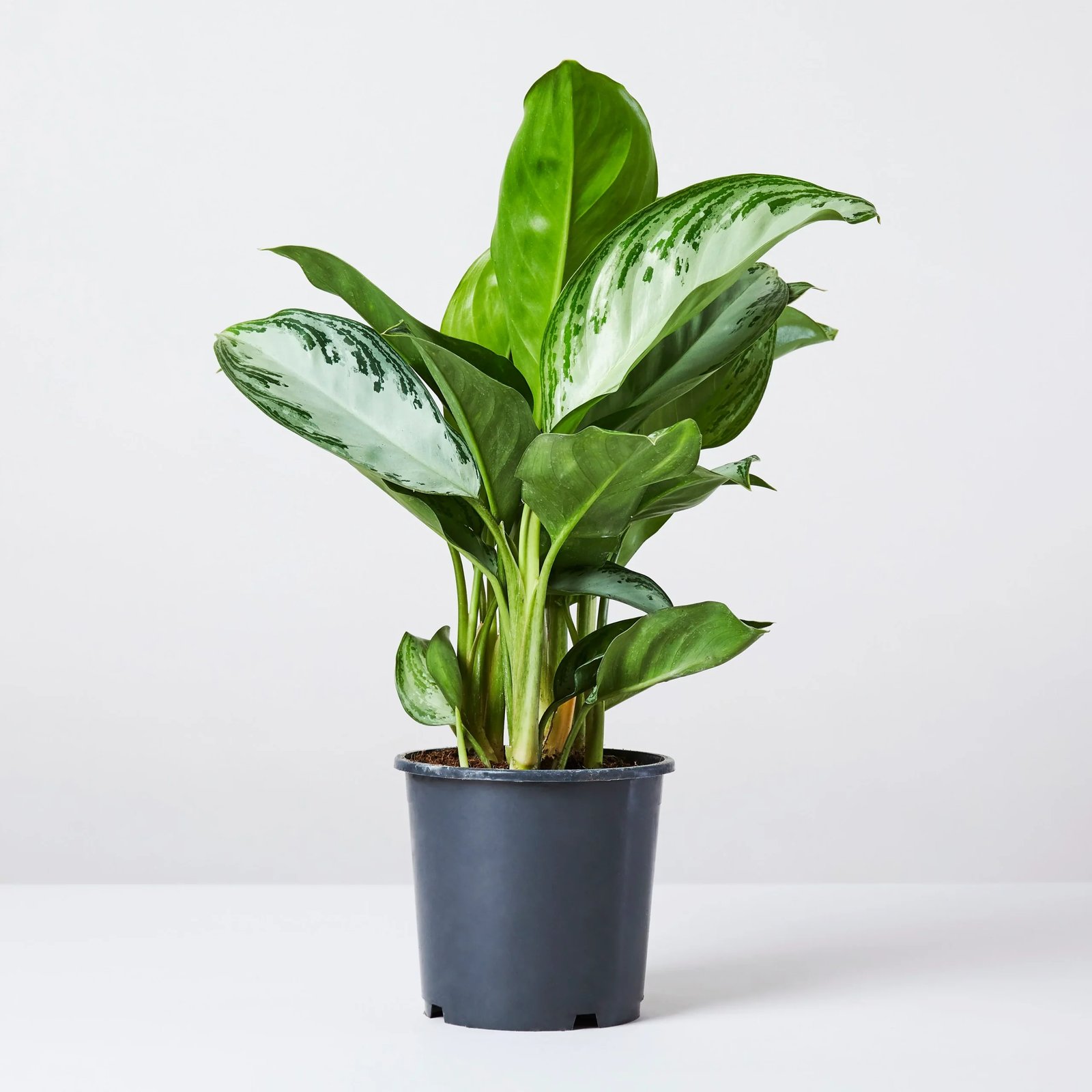 Aglaonema ‘Silver Bay’ (Ngân hậu ánh bạc) 3
