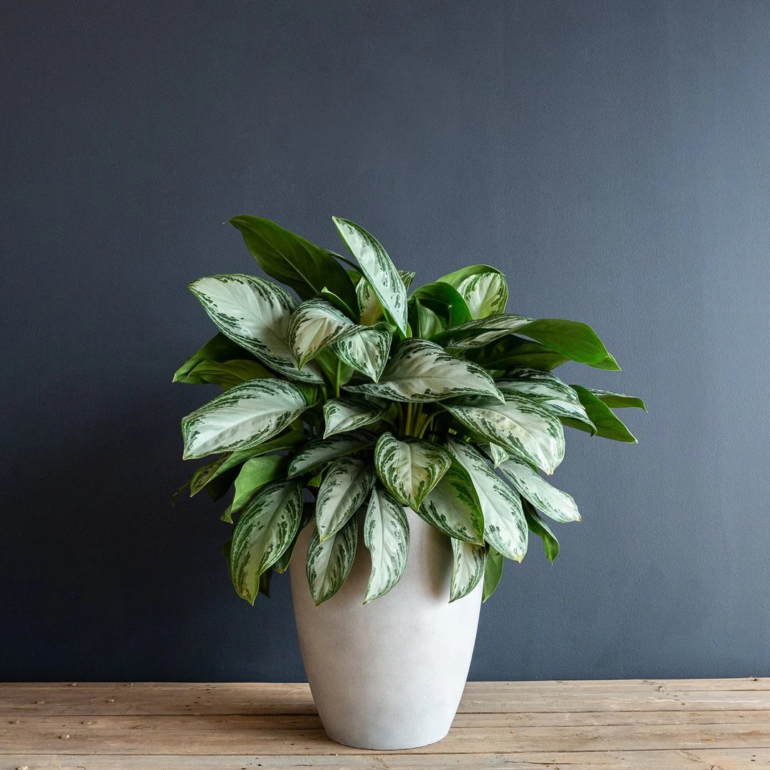Aglaonema ‘Silver Bay’ (Ngân hậu ánh bạc)
