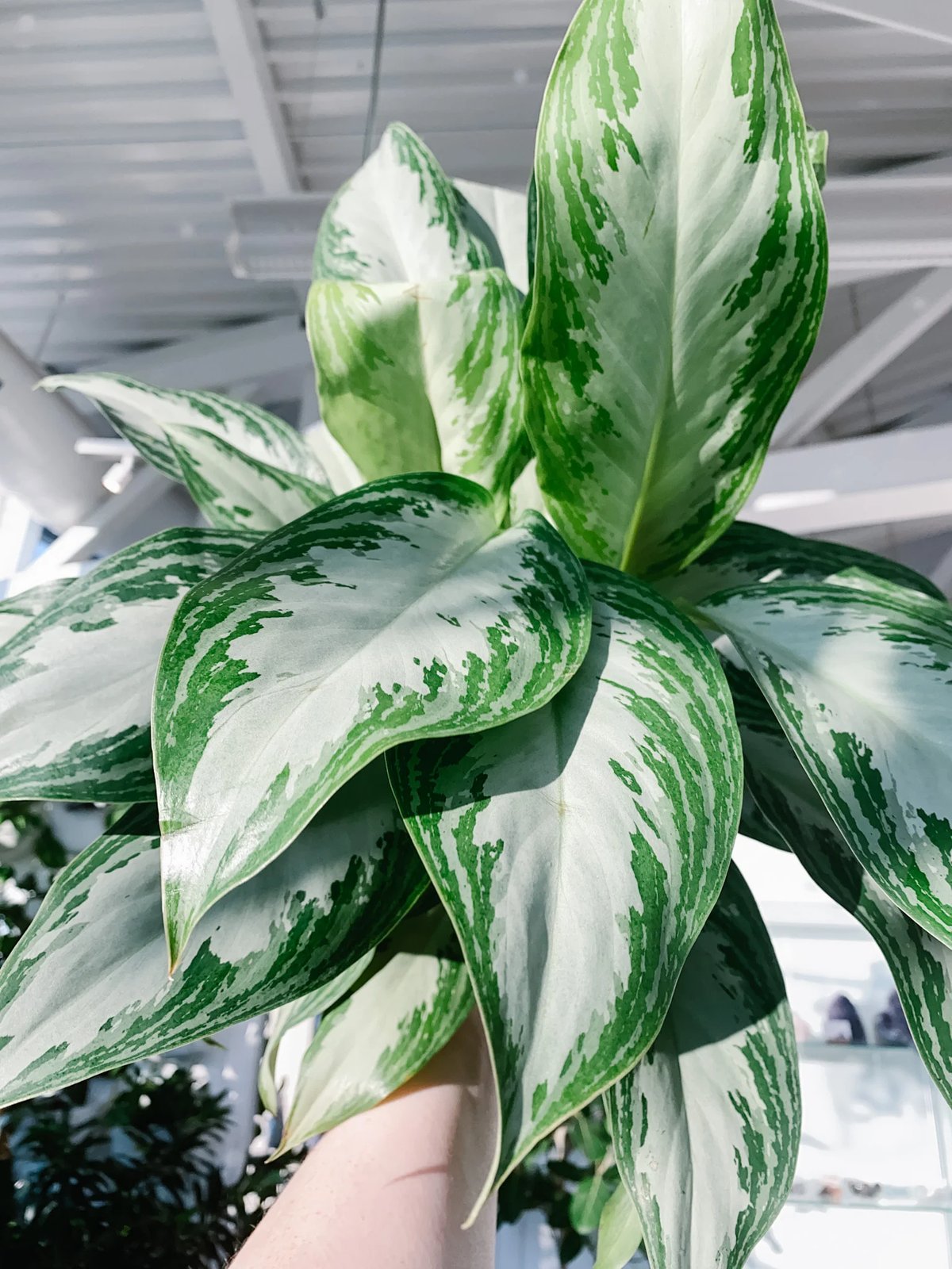 Aglaonema ‘Silver Bay’ (Ngân hậu ánh bạc) 2