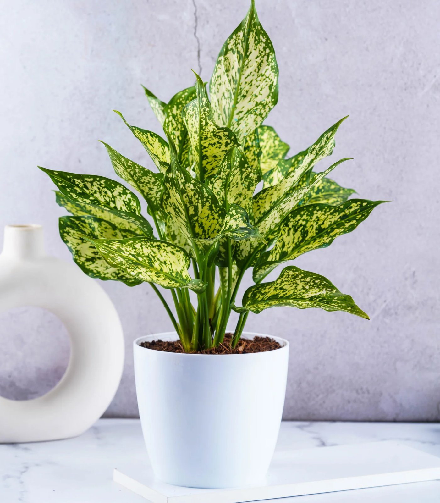 Aglaonema ‘Snow White’ (Ngọc ngân tuyết) 3