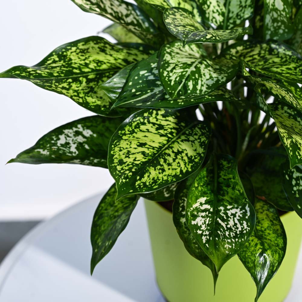 Aglaonema ‘Snow White’ (Ngọc ngân tuyết) 2