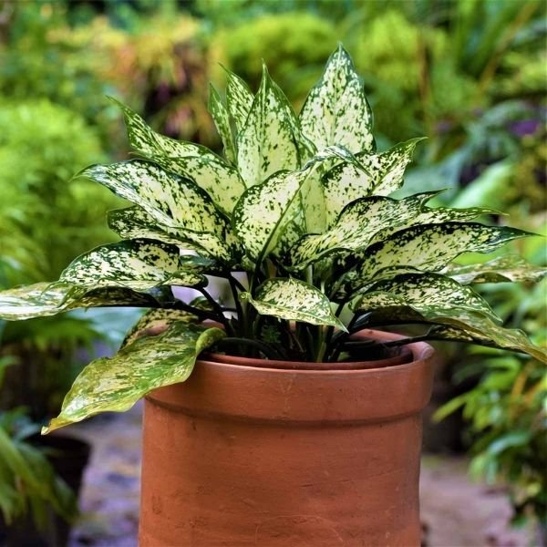 Aglaonema ‘Snow White’ (Ngọc ngân tuyết)