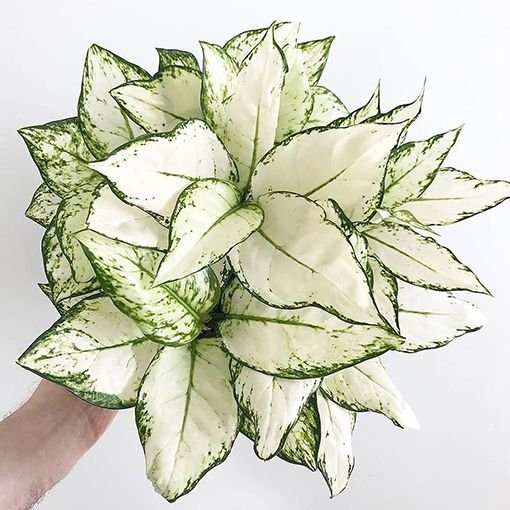 Aglaonema ‘White Joy’ (Ngọc ngân trắng) 2