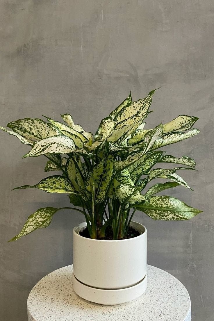 Aglaonema ‘White Joy’ (Ngọc ngân trắng) 3
