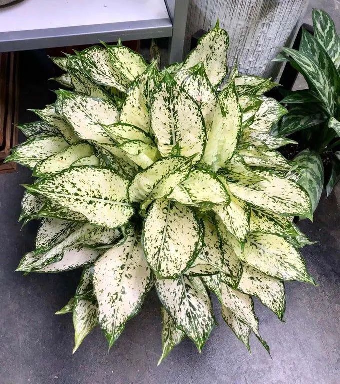 Aglaonema ‘White Joy’ (Ngọc ngân trắng)