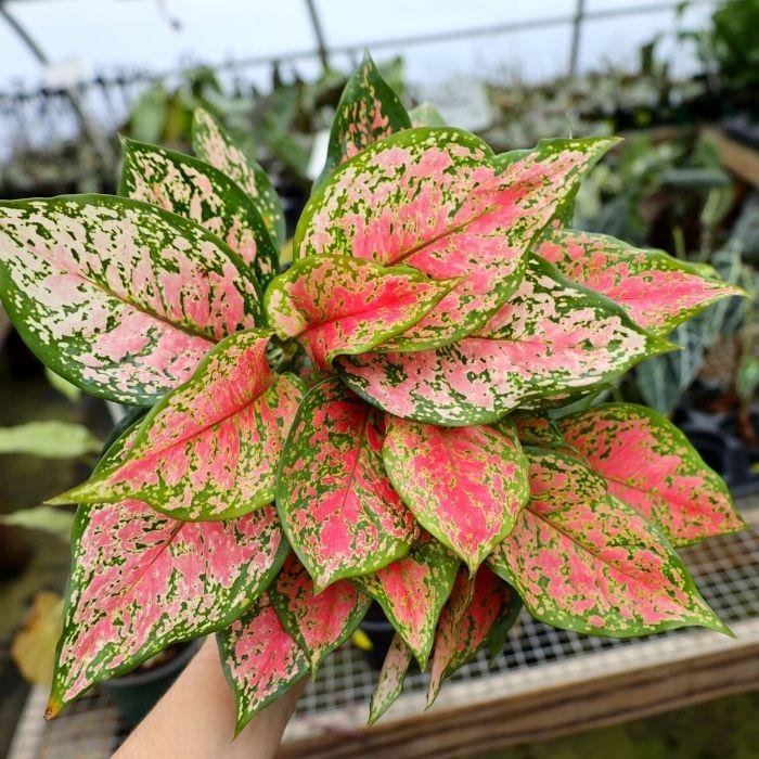 Aglaonema ‘Red Valentine’ (Vạn lộc đỏ hồng) 3