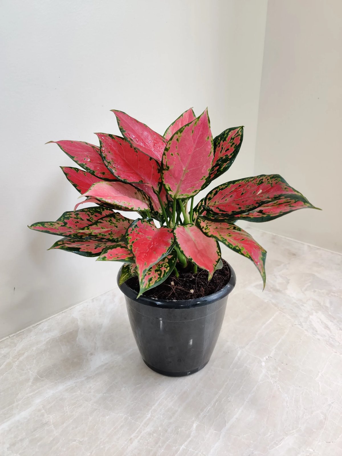 Aglaonema ‘Red Valentine’ (Vạn lộc đỏ hồng)