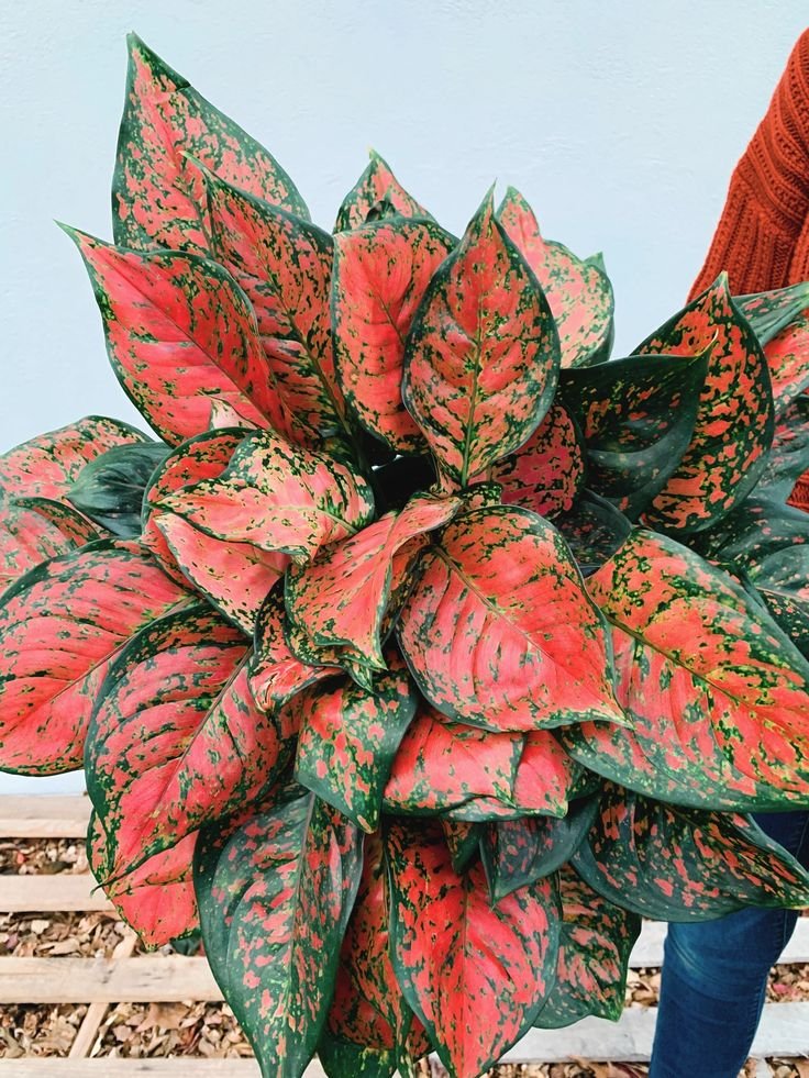 Aglaonema ‘Red Valentine’ (Vạn lộc đỏ hồng) 2