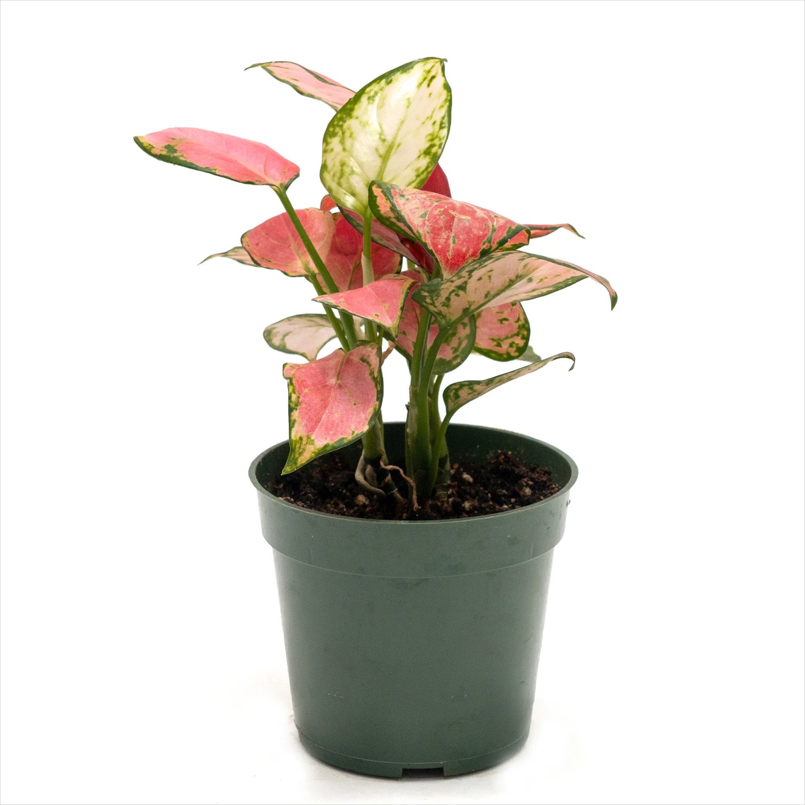 Aglaonema ‘Lady Valentine’ (Vạn lộc hồng) 3