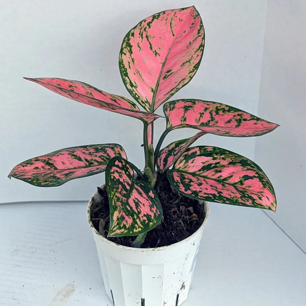 Aglaonema ‘Lady Valentine’ (Vạn lộc hồng)