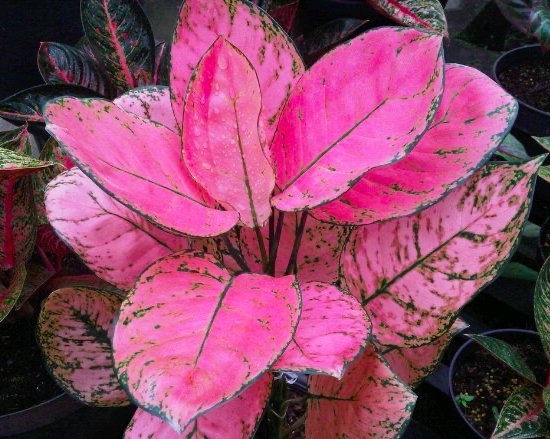 Aglaonema ‘Lady Valentine’ (Vạn lộc hồng) 2